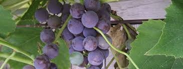 how-do-you-keep-a-grape-vine-healthy