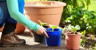 11 Great Container Gardening Tips For