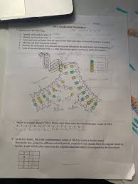 The dna coloring worksheet key is a plastic device that is inserted into the cell of a person's dna. Hellesse Ah Vertanian Period Dna Replication Chegg Com
