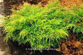 juniperus pfitzeriana old gold de