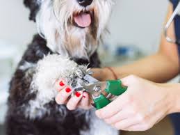how to trim overgrown dog nails