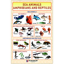 Chart No Sea Animal Amphibians And Reptiles