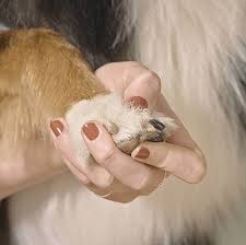 how to cut dog nails tips from a