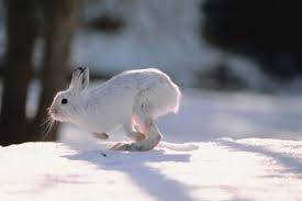 What Happens To Rabbits In The Winter