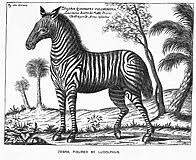Zebra Wikipedia