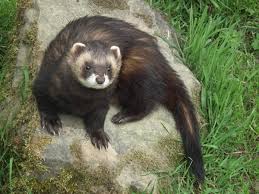 Expeditions brings you the first ever. Species Polecat The Mammal Society