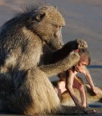 baboon facts facts encyclopedia
