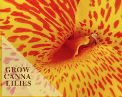 The plants grow from eyes on the rhizomes, with each eye capable of producing a new plant. How To Care For A Canna Lily Gardenologist
