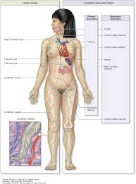 The Immune System Lymphoid Organs Junqueiras Basic