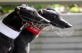 Ex racing greyhounds as pets (naturally happy dogs). Pet And Retired Greyhounds To Be Un Muzzled For Brighter Future Wamn News Online
