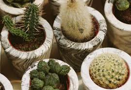 Yellow flowers may form on mature plants. 7 Easy Cacti For Beginners Succulent Plant Care