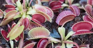 carnivorous plant garden