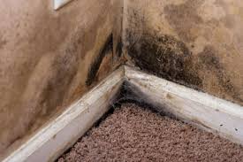 6 Causes Of Basement Moisture How To
