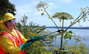Giant Hogweed Adirondack Park Invasive Plant Program
