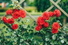 Climbing Red Rose Plant