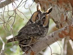 Long Eared Owl Identification All About Birds Cornell Lab