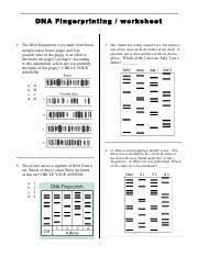 Paternity tests offer answers to these questions with scientific evidence. Dna Fingerprinting Worksheet 1 Ans Pdf Name Adham Samy Saad Elasfar Date Period 11 E Dna Fingerprinting Works Heet 1 The Dna Fingerprints Were Made Course Hero