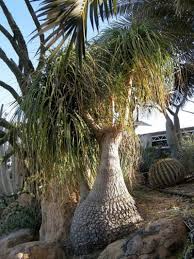 Growing Ponytail Palm Outdoors How To