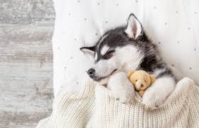 It's easy to download and install to your mobile phone (android phone or blackberry phone). My Puppy Husky Hd Wallpapers New Tab Mystart