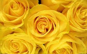 yellow roses wallpapers top free