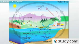 Cycles Of Matter The Nitrogen Cycle And The Carbon Cycle