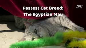 Cat Breed Info Center List Of All Cat Breeds By Type