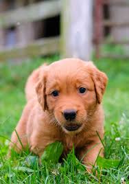 Come join the discussion about breeds, training, puppies, food reviews, service animals, and more. Golden Retriever Puppies For Sale In Ohio Buckeye Golden Retrievers