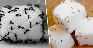 piège à fourmis comment les éliminer