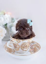 poodle puppy teacup puppies 183 chocolate