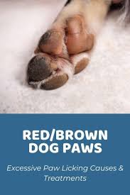 dog paws turning brown excessive paw