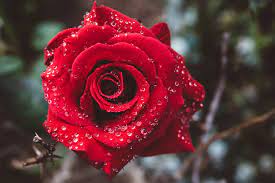 good morning rose