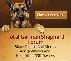 Nadelhaus is a german shepherd breeder in north california in corning city. German Shepherd Story Page German Shepherd Stories