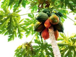 Where And How To Grow A Papaya Fruit Tree