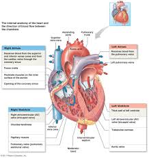 Coronary Circulation Flow Chart Diagram Cardiac Blood