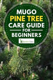 Best time of year to prune? Mugo Pine Tree Care Guide For Beginners Garden Tabs