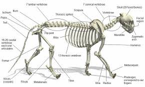 The Feline Skeleton Cat Anatomy Cat Skeleton Skeleton