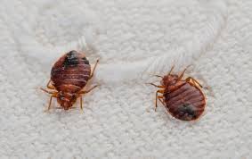 Top 10 Myths About Bedbugs Scientific