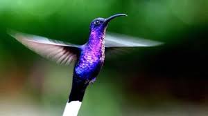 Hummingbird Garden Monteverde Tour