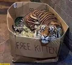 Favorite this post may 14 free kittens (dnv > brookneal) hide this posting restore restore this posting. Free Kitten Tiger In A Box Starecat Com