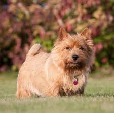 Before buying a puppy it is important to understand the associated costs of owning a dog. Norwich Terrier Puppies For Sale Adoptapet Com