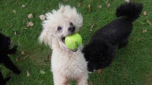 5 things to know about poodles petful