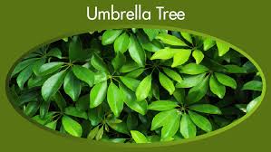 13 Dwarf Umbrella Tree Care Mistakes To