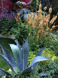 Great Tall Plants For The Garden