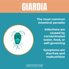 what is giardia in dogs how is giardia