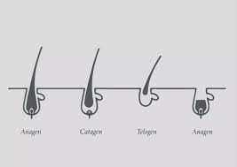 the hair growth cycle 4 key ses