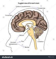Medial View Side Human Brain Shown ...