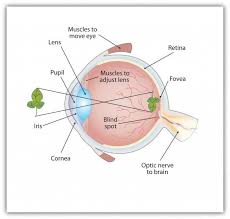anatomy of human eye source stangor