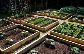 Ive Vegetable Patch