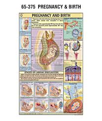 Ms Chart Pregnancy Birth 65375 Berovan