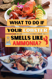 eat lobster that smells like ammonia
